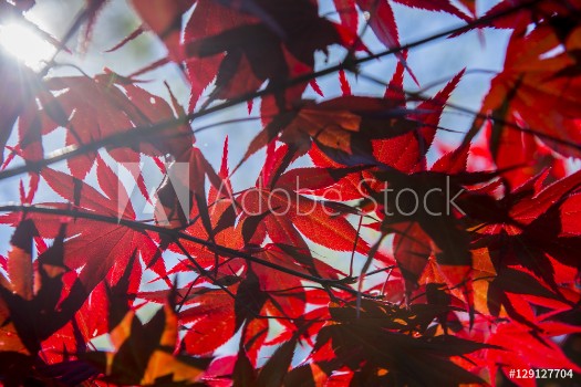 Picture of Red Mapel leaf